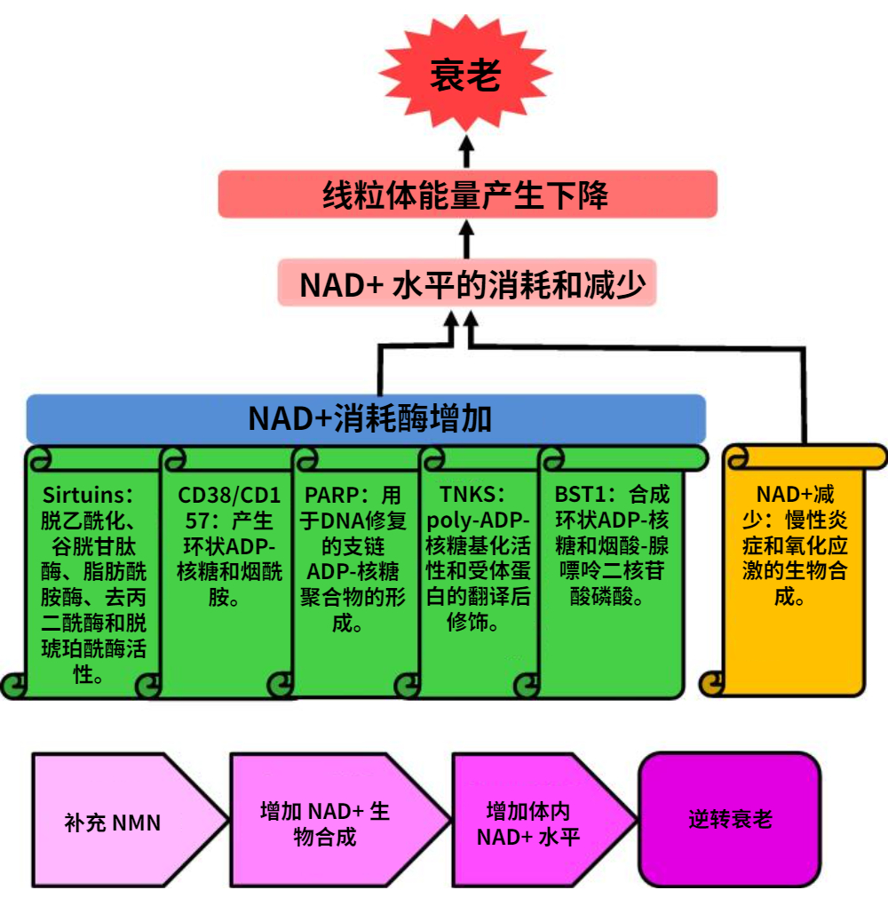 古特生物