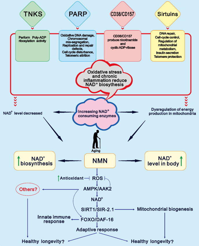 NMN介導長壽的假設模型以及NAD+水平隨年齡下降的主要原因